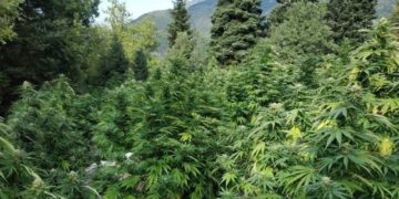 VOA: Veriu i Shqipërisë, zona ku është më i përhapur fenomeni i kultivimit të bimëve narkotike