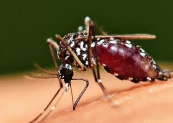 Ethet e Nilit’, konfirmohet rasti i parë i virusit në Kosovë