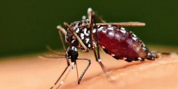 Ethet e Nilit’, konfirmohet rasti i parë i virusit në Kosovë