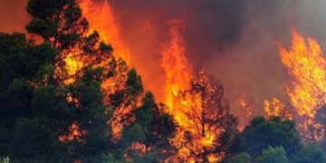 Dyshohet se i vuri zjarrin pyllit në Mallakastër, e pëson 34-vjeçari