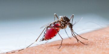 Pas 13 vitesh, rikthehen në Shqipëri “Ethet e Nilit”, raportohet për 3 viktima dhe 17 të prekur