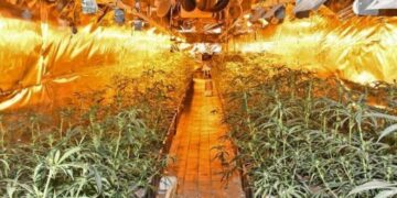 U kapën në ‘shtëpi bari’, e pësojnë keq dy shqiptarët në Mbretërinë e Bashkuar