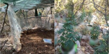Goditet grupi i kultivuesve të drogës në Greqi, arrestohen anëtarët e bandës shqiptare