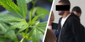 U kapën me 13 mijë bimë kanabis me vlerë 10 mln paund, burgosen 4 shqiptarë në Britani