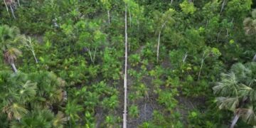 Mbi 16.000 lloje pemësh në rrezik të zhdukje, zbardhet raporti: Ndryshimet klimatike përbëjnë një kërcënim