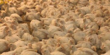 Gripi i shpendëve, ISHP: Nuk ka infektime në njerëz, gatuani mirë vezët dhe mishin