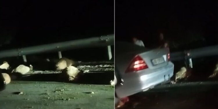Shoferi i ‘çmendur’ aksidenton bariun dhe përplas tufën e bagëtive, largohet nga vendngjarja