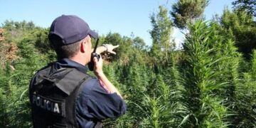 Nuk asgjësuan bimët narkotike, pezullohen nga detyra 6 efektivë policie