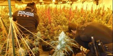 Shkatërrohet një plantacion droge në Spanjë, dy shtetas shqiptarë dhe 2 spanjollë përfundojnë në prangat e autoriteteve
