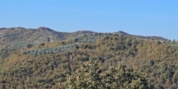 Vaji i ullirit të Dumresë, fermerët ankohen për çmimin