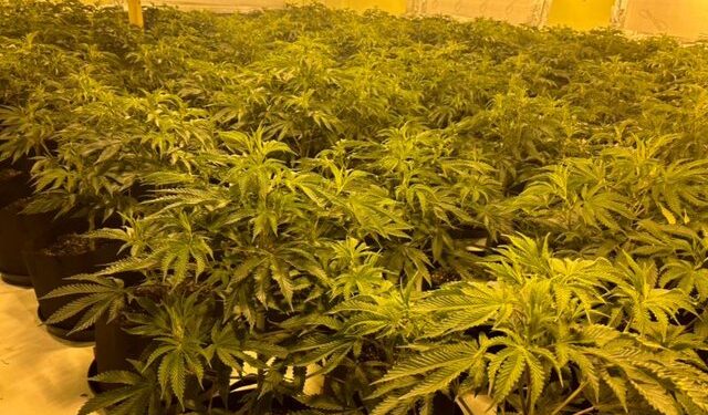 U kapën në fermën e kanabisit me vlerë 1.5 mln paund, dënohen 3 shqiptarët