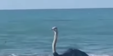 Struci “gjen rrugën” në Gjirin e Lalzit, dëshmitarët habiten nga shpendi i rrallë