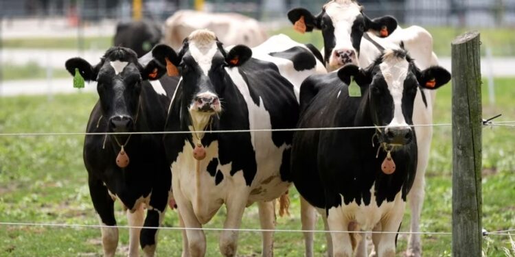 Gjendet një lloj i dytë i gripit të shpendëve tek lopët e qumështit, ekspertët në alarm