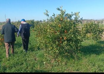 Fermerët e agrumeve në Divjakë drejt falimentimit, kërkojnë ndërhyrje nga shteti