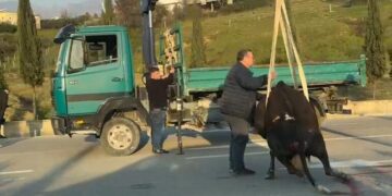 Aksident në Unazën e Madhe, makina përplaset me lopën