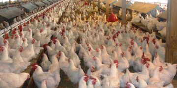 Mijëra shpendë të ngordhur në Durrës, autoritetet karantinojnë fermën