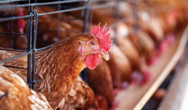 Gripi i shpendëve në Durrës, Kosova ngre masat e kontrollit për produkte me origjinë shtazore