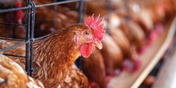 Çmimi i vezëve drejt rritjes? Ja çfarë pritet të ndodhë me tregun konsumator pas përhapjes së gripit të shpendëve