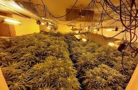 Zbulohet një shtëpi bari në Laknas, arrestohet punonjësi i OSHEE