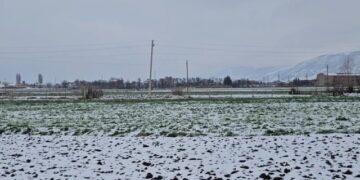 Dëbora dhe ngricat kërcënojnë pemëtarinë në Korçë, specialistët: Ja si mund të ulen dëmet