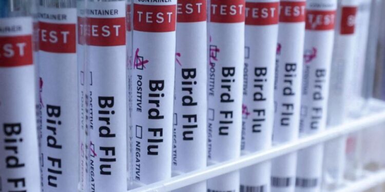 Përhapje shqetësuese, Gripi i shpendëve prek kafshë të tjera në Mbretërinë e Bashkuar