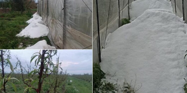 Dëme të mëdha nga breshri në Lushnjë, 160 hektarë me pjeshkë të dëmtuara