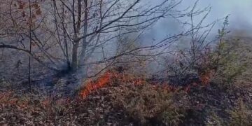 Zjarri përfshin kodrën me gështenja në Leshnicë