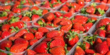 Pesticidi në luleshtrydhet nga Greqia, eksperti: Rrezik për fertilitetin, mund të shkaktojë kancer