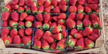 Tregu i luleshtrydhes në ngërç/ Fermerët e Frakullës: Prodhimi ynë s’ka pesticide, shteti ta verifikojë