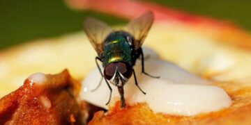 Si të mbani mizat larg shtëpisë, metodat më të mira natyrale