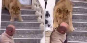 Zhduket luani i Fierit, policia heton pronarin: E gjata në rrugë, por më ngordhi