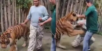 Sulm i frikshëm nga tigri në Tajlandë