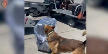 Kapen në Rinas 19.4 kg Cannabis me përqindje të lartë THC, arrestohet 39-vjeçari nga Tepelena