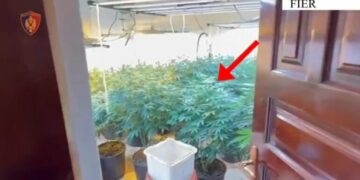 Zbulohet ‘shtëpi bari’ në Fier! Arrestohet pronari i banesës dhe punonjësi i OSHEE-së