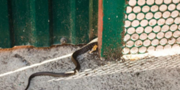 Përbërësi që largon gjarpërinjtë më shpejt se çdo gjë tjetër