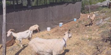 Shkodër, bagëtitë e imëta të infektuara, vendoset në karantinë një fermë