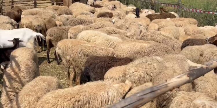 Rreziku i murtajës/ Tentoi të fuste bagëti të imta në Kapshticë