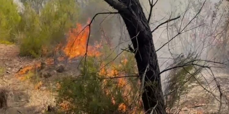 Riaktivizimi i zjarrit në pyllin e Darëzezës, ndërhyn nga ajri helikopteri i Forcave të Armatosura