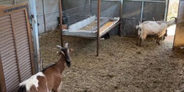 “Alarm në Shkodër: Virus vdekjeprurës prek bagëtitë”