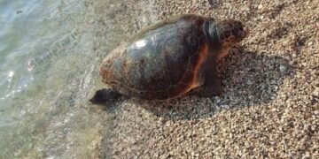 Një breshkë gjigande shfaqet në plazhin e Sarandës, spektakël i rrallë për pushuesit