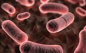 Shkodër/ Konfirmohet rasti i parë i murtajës së bagëtive të imëta, ja çfarë paralajmërohet