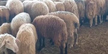 Rrezik murtaje te delet, shënohet shpërthimi i parë në Fushë-Krujë