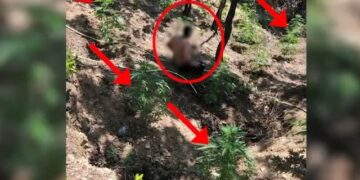 Arrestohet 45-vjeçari në Lezhë, u kap në flagrancë