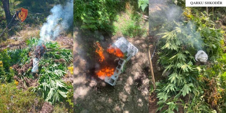 “Koordinata”, gjenden 3679 rrënjë kanabis në Shkodër, nën hetim inxhinieri i pyjeve