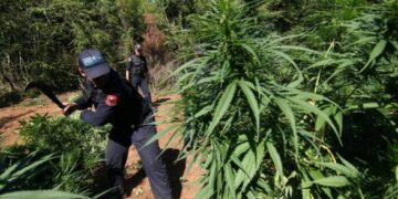 Gjenden dhe asgjësohen 2936 bimë kanabis në Shkodër