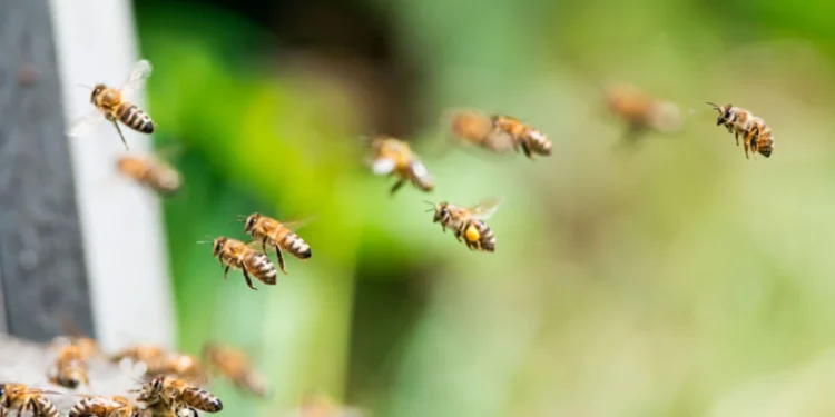 “Panik në Francë: Sulm bletësh, 24 të lënduar”