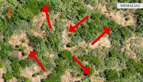 Operacioni “Midnight”/ Kultivuan 137 bimë narkotike në fshatin Luftinjë, arrestohen 2 persona në Tepelenë