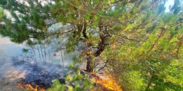 “54-vjeçar në Kukës procedohet si ‘piroman’ për zjarrvënie të dyshuar”