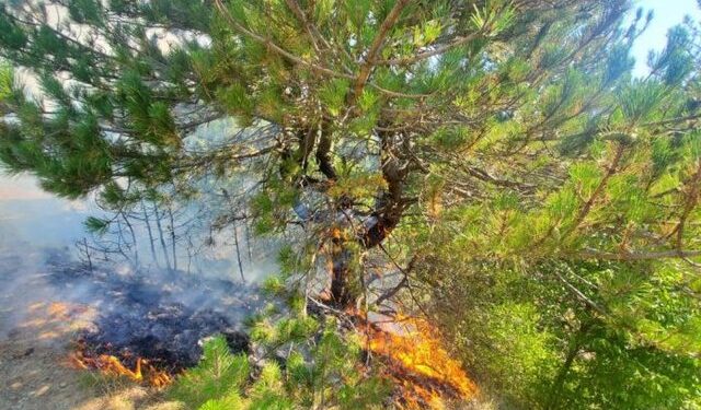 “54-vjeçar në Kukës procedohet si ‘piroman’ për zjarrvënie të dyshuar”