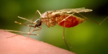 Sëmundja ‘chikungunya’ godet Kinën, regjistrohen mijëra raste me virusin që përhapet nga mushkonjat